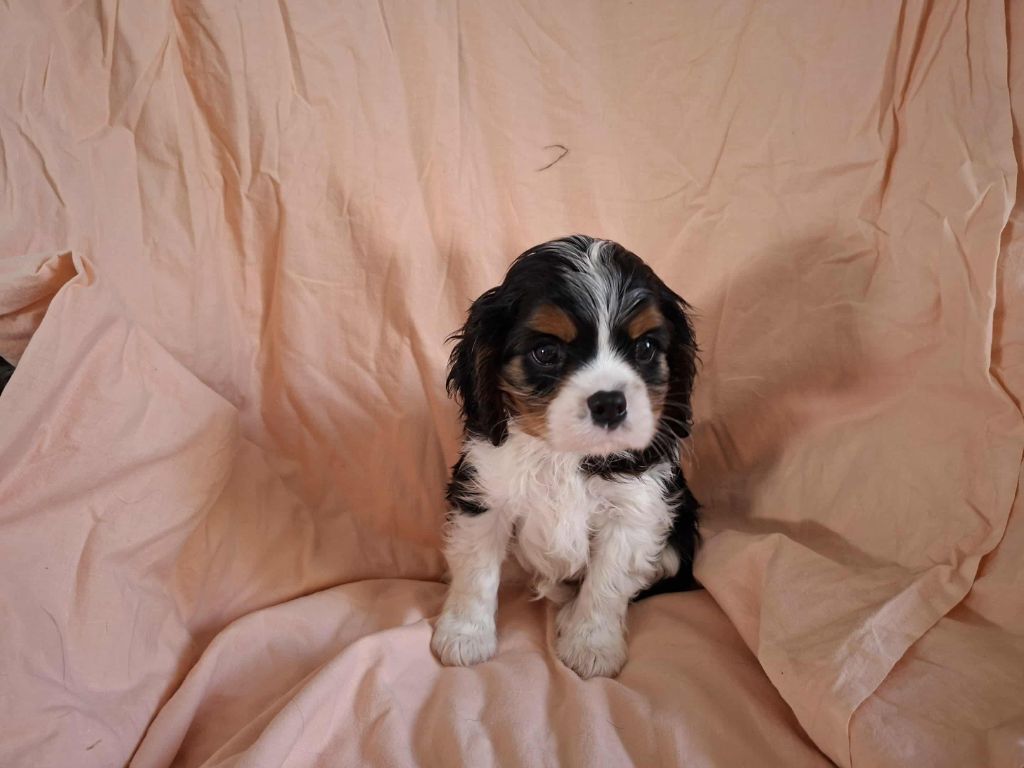 Cavalier King Charles